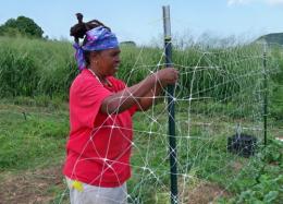Rita Stinson puts up a trellis for spinach. Rita Stinson puts up a trellis for spinach.
